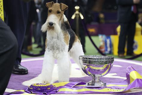 CLARYAFP via Getty Images. . Westminster dog show 2022 winner prize
